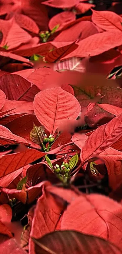 Vibrant wallpaper of red poinsettia leaves.