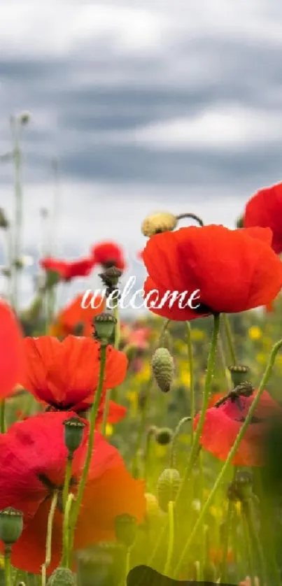 Mobile wallpaper of blossoming red poppies under a cloudy sky.