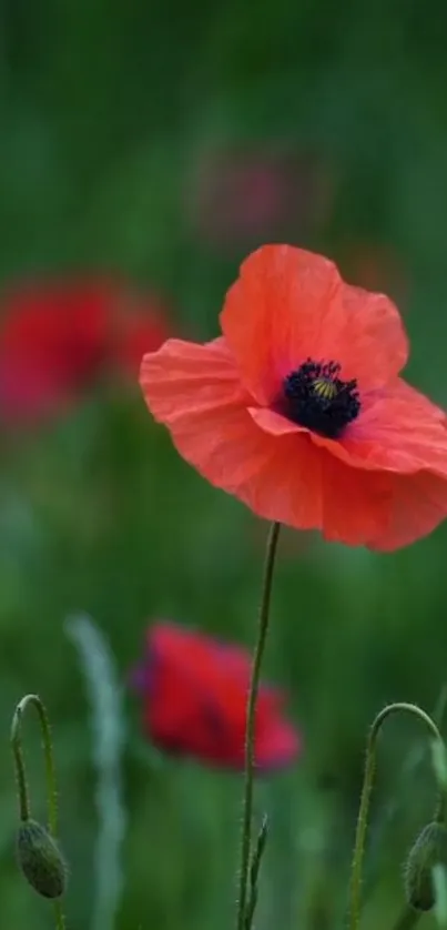 Vivid red poppy flowers against a green field, perfect nature wallpaper.