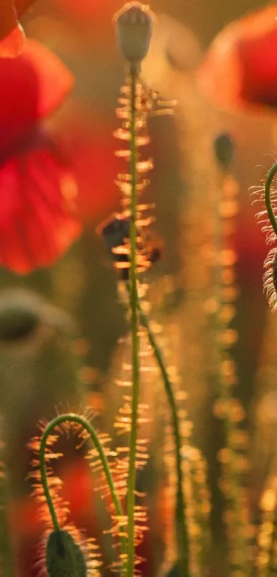 Vibrant red poppies glow under a warm sunset.