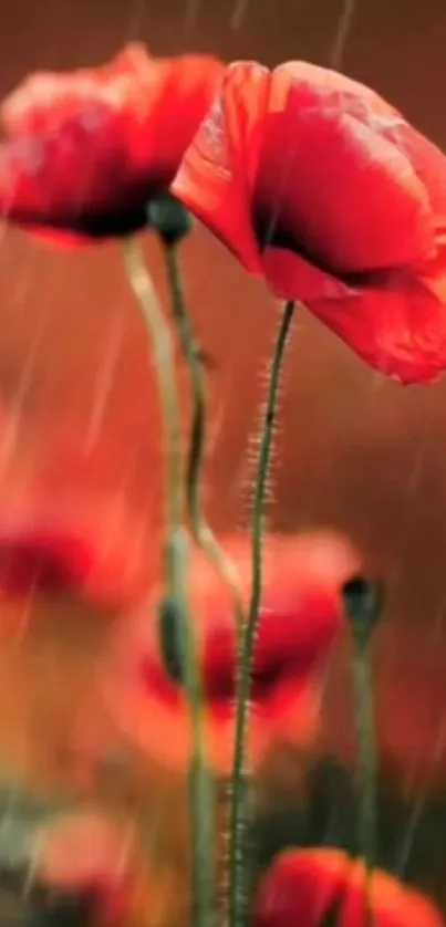 Vibrant red poppies with raindrops on a lush green background.