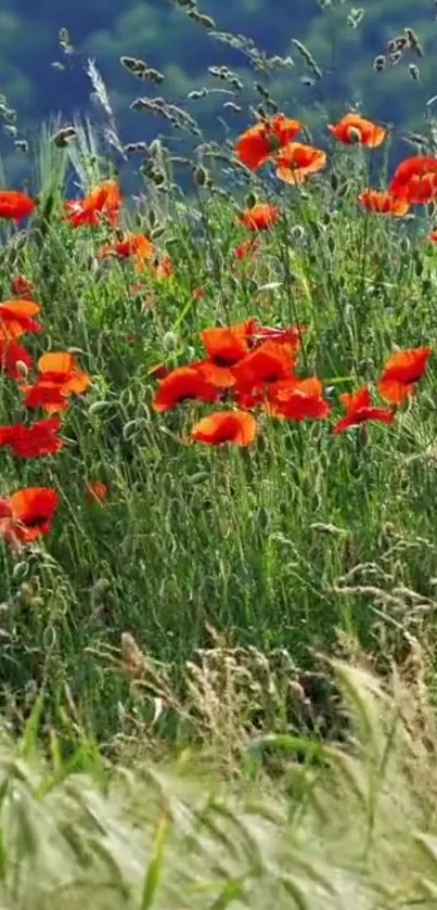 Field of vibrant red poppies with lush green background.