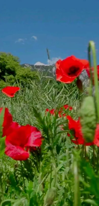 Mobile wallpaper with red poppies in a vibrant green field.