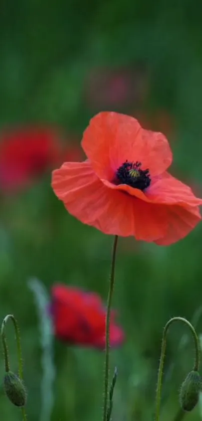 Vibrant red poppy flower with a green background.