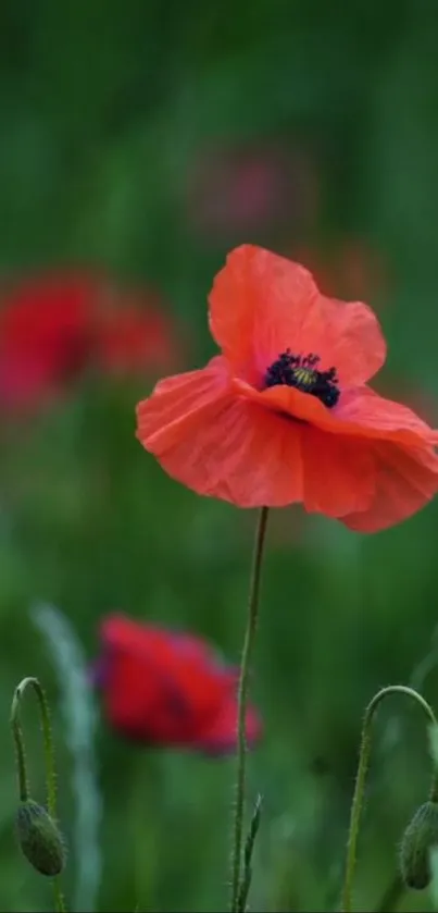 Red poppy flower in lush green field, vibrant and captivating.