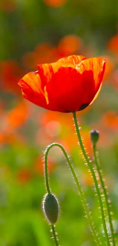 Red poppy blossom with green background.