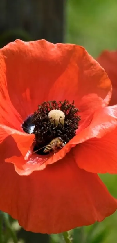 Close-up of a vibrant red poppy in full bloom with a green background.