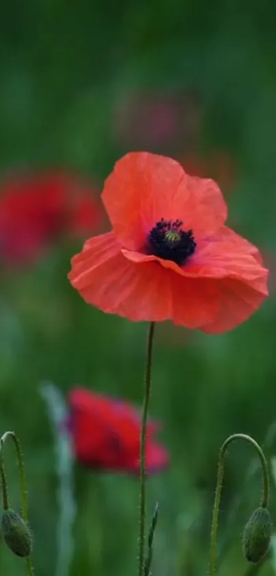 Close-up of a red poppy flower on a green background.