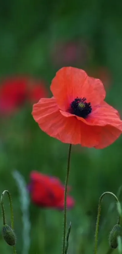 Bright red poppy in a green field wallpaper.