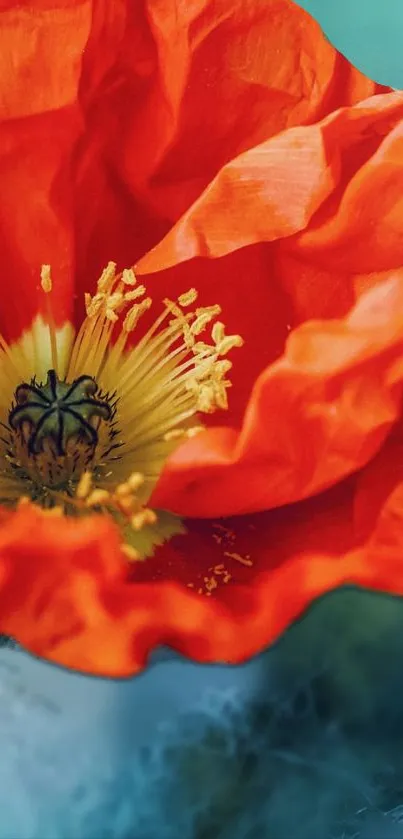 Close-up of vibrant red poppy blossom with blurred background.