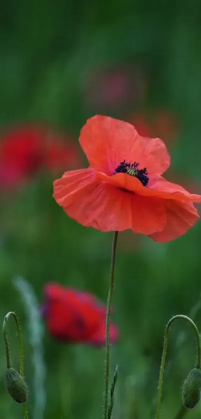 Vibrant red poppy set against a lush green background, ideal for mobile wallpaper.