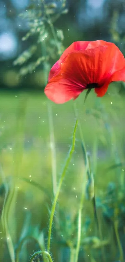 Red poppy flower in a lush green field with a blurred background.