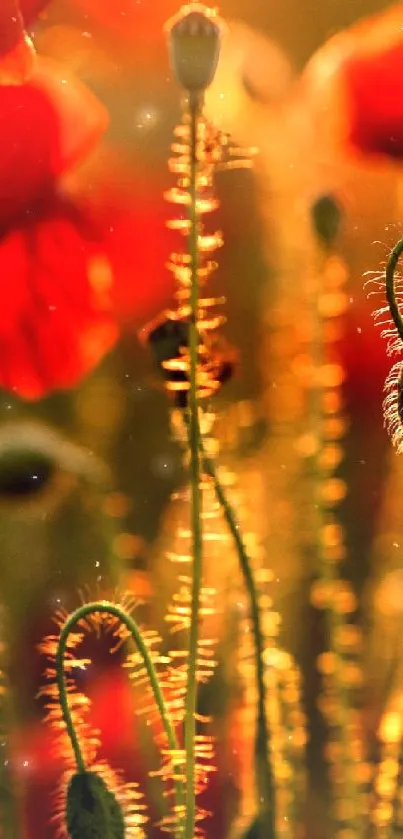 Red poppy flowers in golden sunlight with green stems.