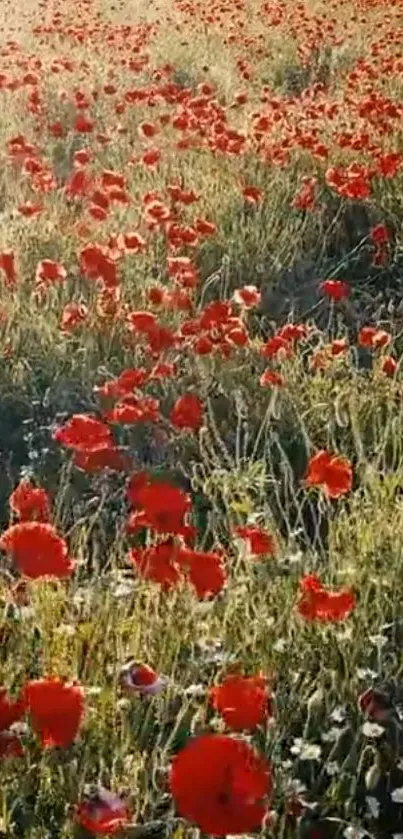 A vibrant field of red poppies during sunset.