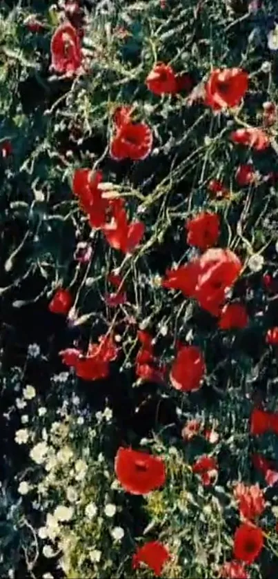 Red poppies in a lush green field, vibrant floral wallpaper.