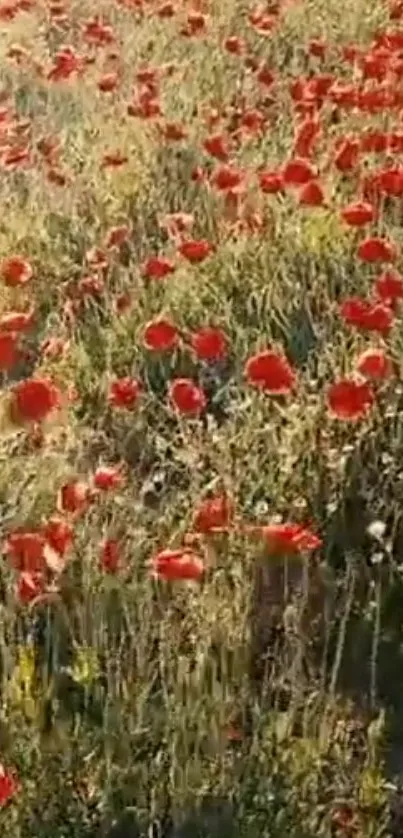 Field of vibrant red poppies under the sun.