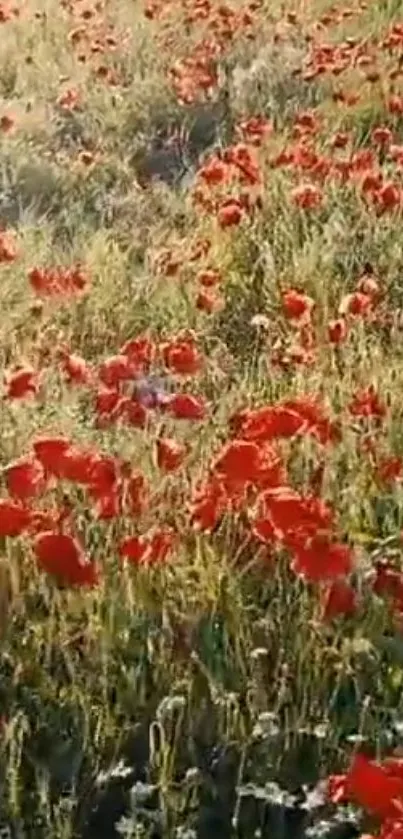 Mobile wallpaper of a vibrant red poppy field basking in sunlight.