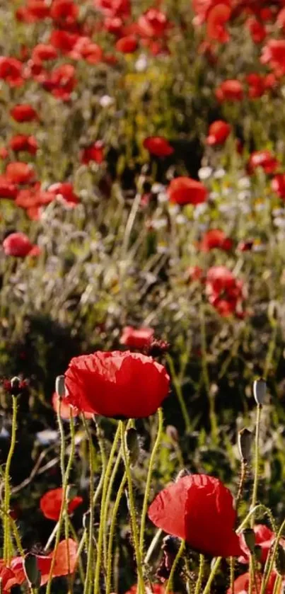 Beautiful red poppy field in full bloom, perfect for nature lovers.