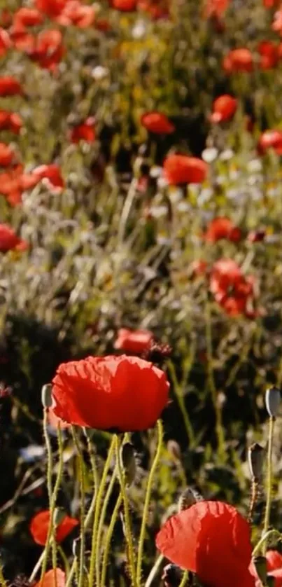 Vibrant red poppy field with bright sunlit blooms.