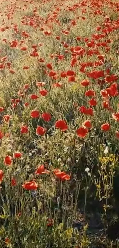 Field of vibrant red poppies under the warm sunlight, perfect as a mobile wallpaper.