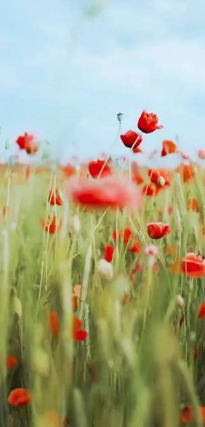 Red poppies blooming in a green field under a blue sky.