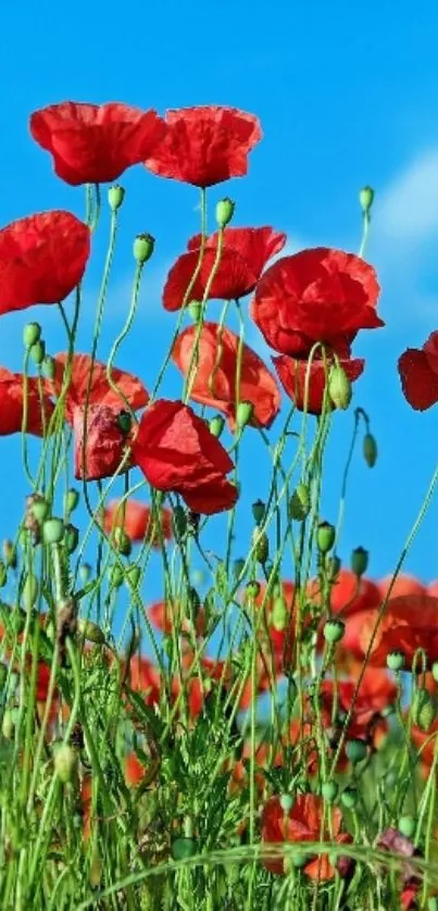 Red poppy field under a bright blue sky.