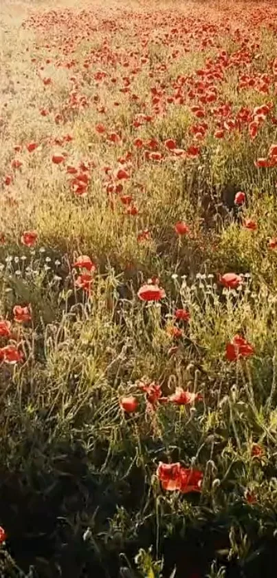 Vibrant red poppy field under golden sunlight, nature wallpaper.