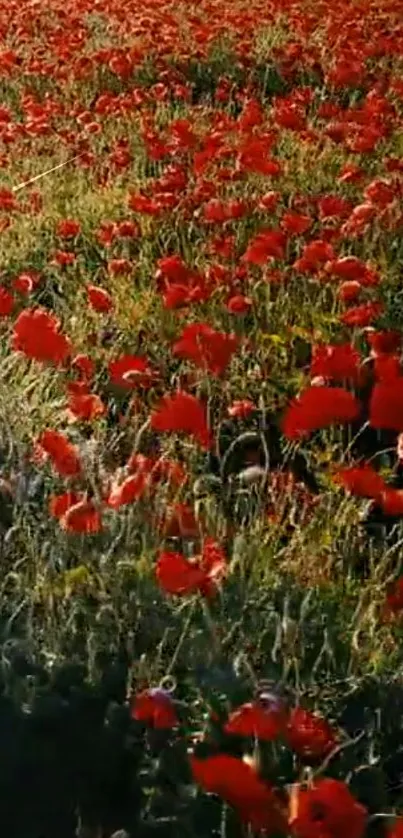 Vibrant red poppy field in full bloom, captured in bright sunlight.