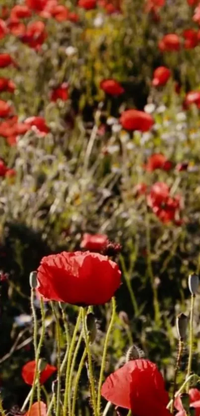 A stunning red poppy field under sunlight.