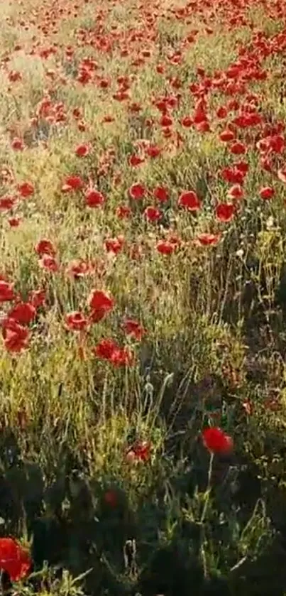 Bright red poppies in a sunlit green field, perfect for mobile wallpaper.