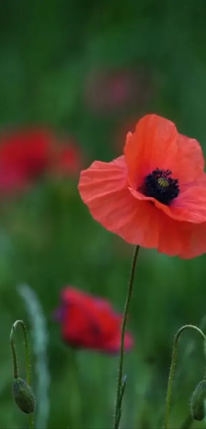 Vibrant red poppy in green field mobile wallpaper.