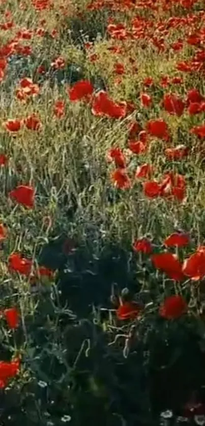 A vibrant field of red poppies in lush greenery, a perfect nature wallpaper.