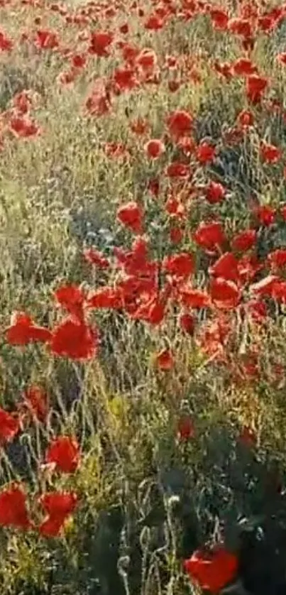 Vibrant red poppy field under sunlight creating a natural wallpaper.