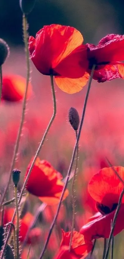 Vibrant red poppy flowers in a field under natural light.