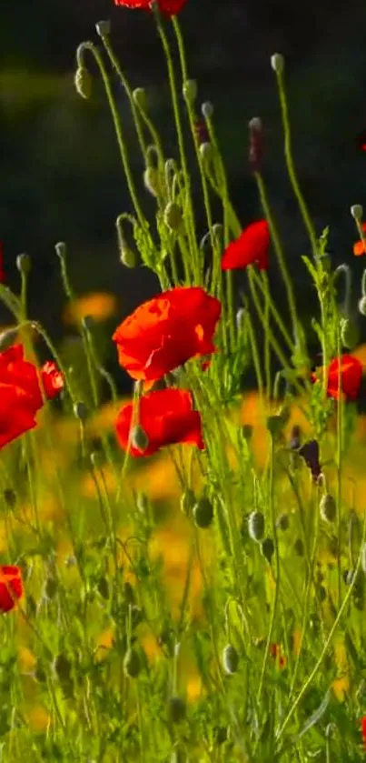 Mobile wallpaper of vibrant red poppy flowers in a green field.