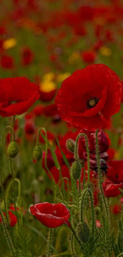 Vibrant red poppy flowers in a lush field.