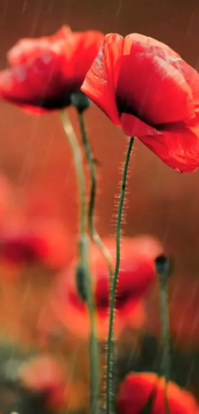 Vibrant red poppy flowers in rain on mobile wallpaper.