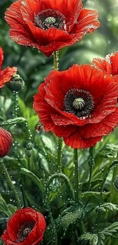 Red poppy flowers with glistening droplets.