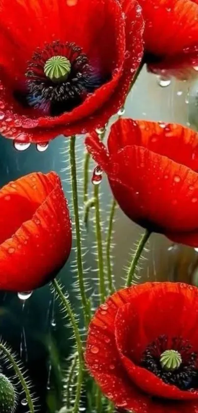 Vibrant red poppy flowers with raindrops wallpaper.