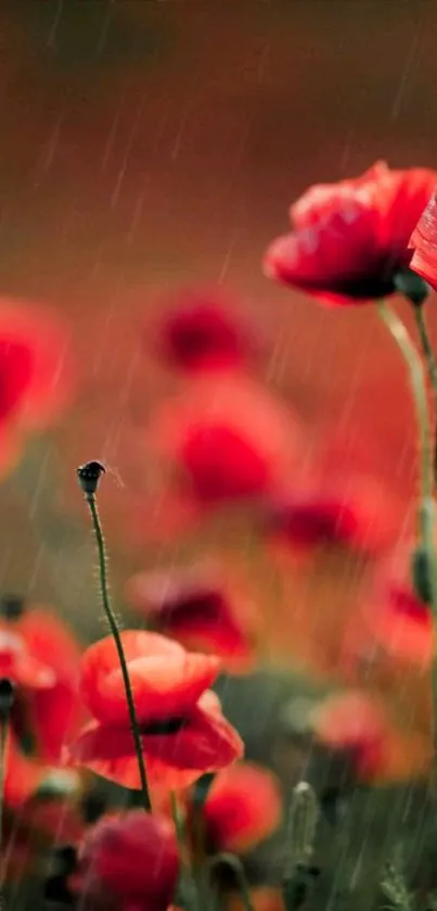 Red poppy flowers with raindrops in a blurred, serene background.