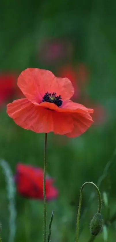 A stunning red poppy flower against a lush green background.