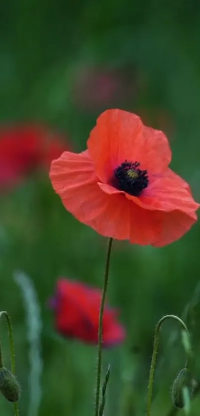 Vibrant red poppy flower with green background.