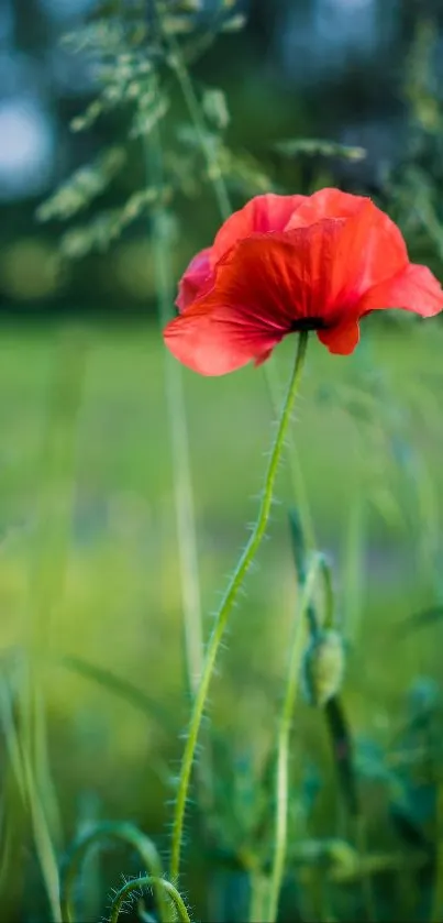 Red poppy flower in green meadow wallpaper.