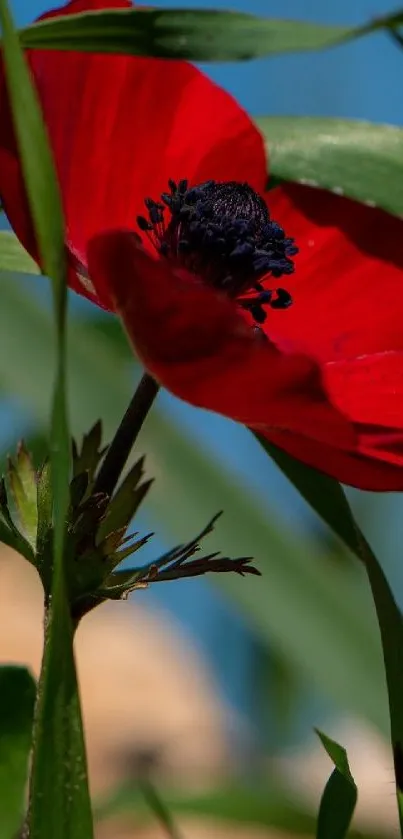 Close-up of vibrant red poppy flower with green leaves in natural light.