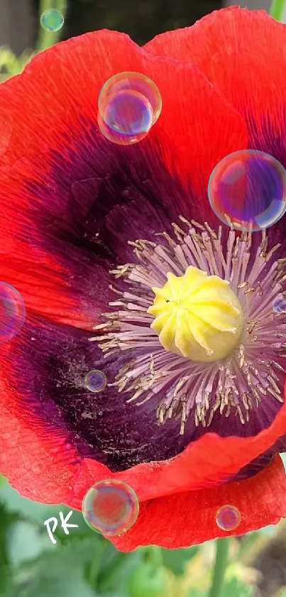 Close-up of a vibrant red poppy flower in full bloom.