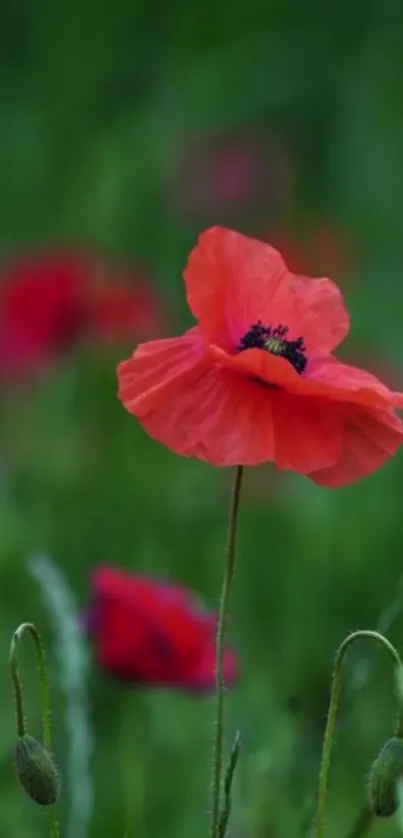 Mobile wallpaper featuring a red poppy flower with a blurred green background.