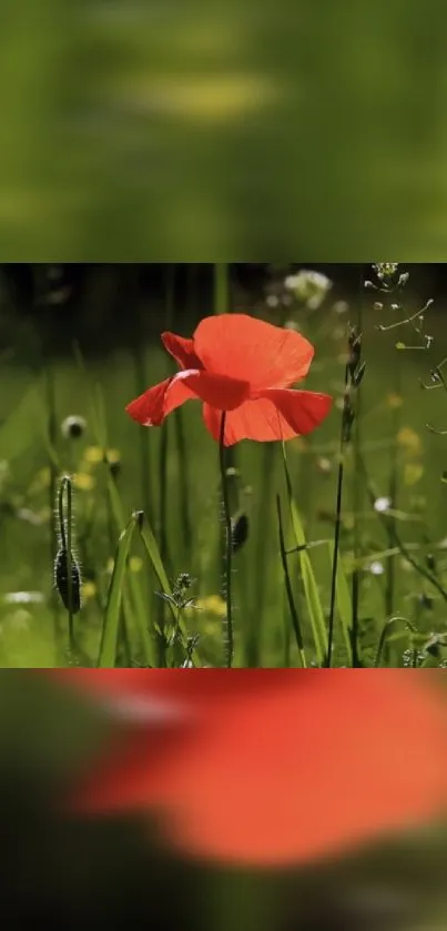 Vibrant red poppy amid lush green grass in sunlight.