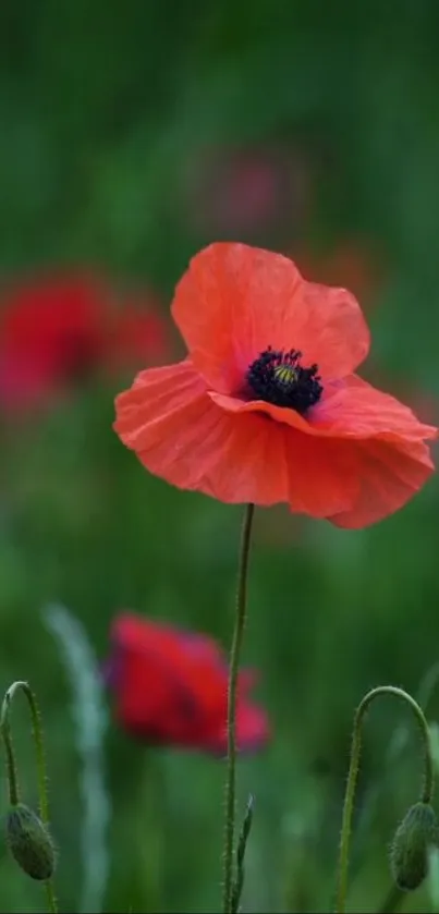 Red poppy in focus with blurred green background.