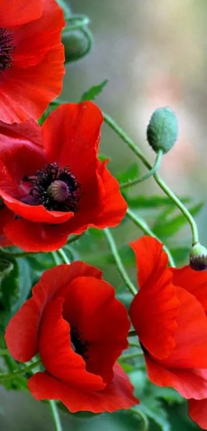 Vibrant red poppies with green stems and leaves.