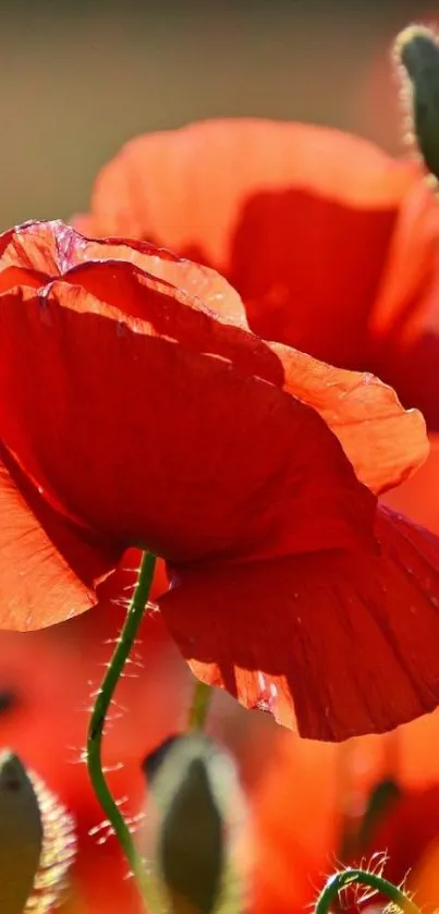 Vibrant red poppies under sunlight in a close-up view.